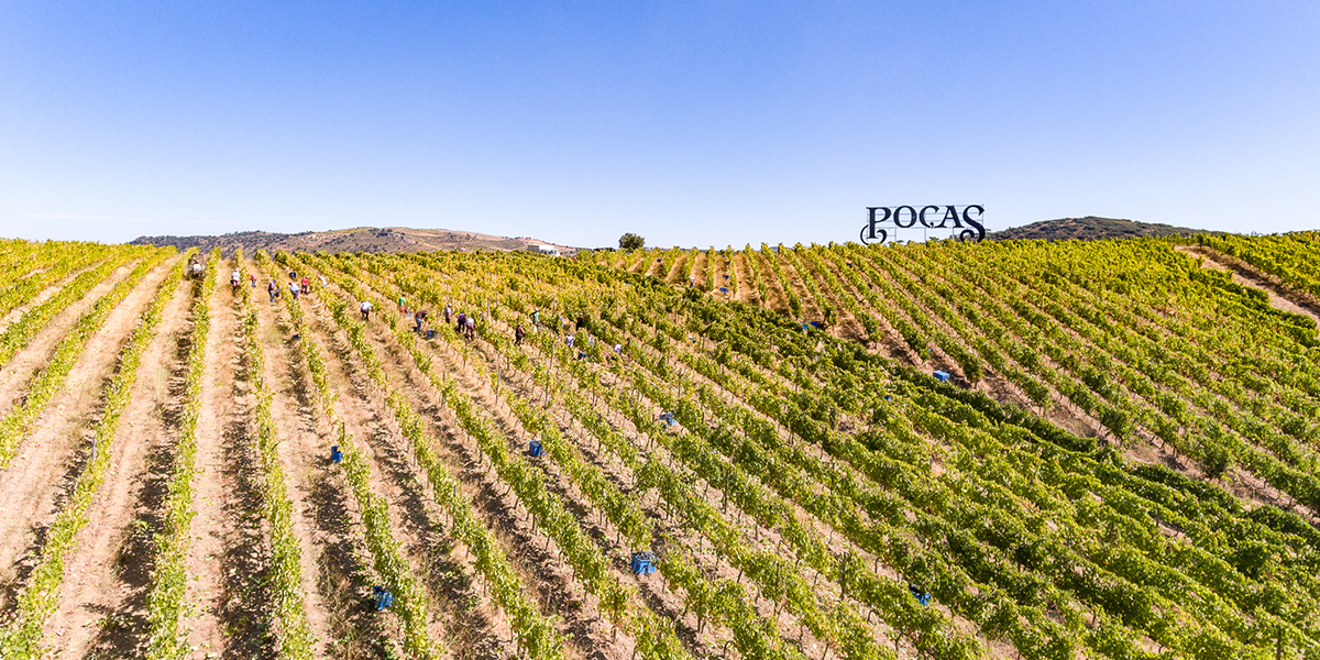 Poças - Wine Partner - The Yeatman