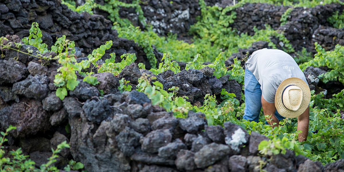 Azores wine worker