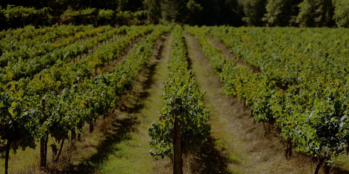calçada wines winery